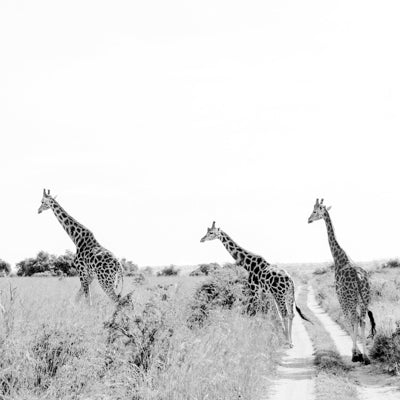 Black and White Giraffe 1